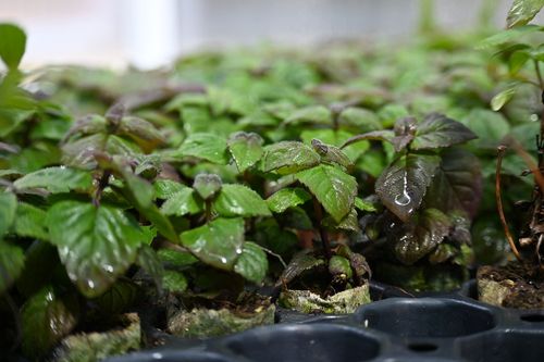 Pysznogłówka ogrodowa  Bee-Merry - Monarda hybrida na Arena.pl