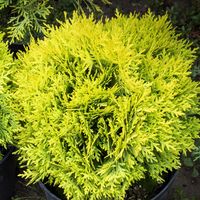 Thuja AMBER GLOW Piękna złota kula Tuja Żywotnik Na obwódki Sadzonki C3