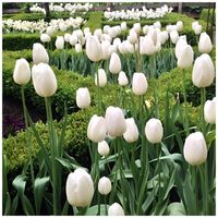 TULIPAN cebulki PURISSIMA BIAŁY klasyczny 50 szt. + GRATIS