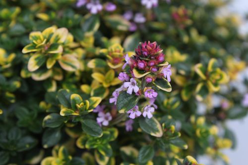 Macierzanka cytrynowa 'Sambesi' (Thymus x citriodorus) na Arena.pl