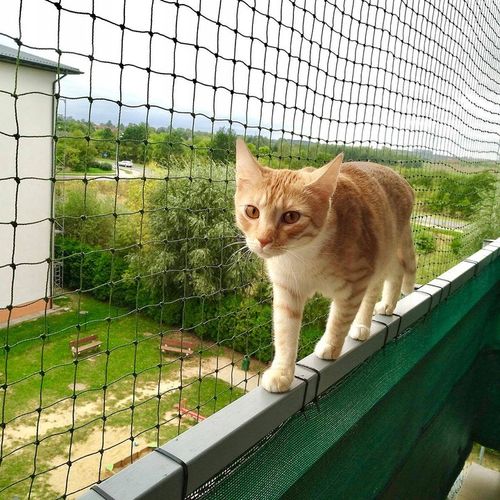 SIATKA DLA KOTA NA BALKON Z DRUCIKIEM ZESTAW 2 x 5 na Arena.pl