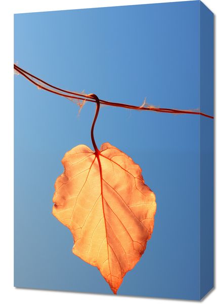 Obraz 40x60cm Ostatni Liść zdjęcie 1