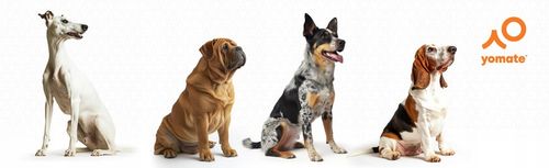 PIES do 25 KG - PORĘCZNA AUTOMATYCZNA SMYCZ dla PSA / MOCNA ZWIJANA TAŚMA na Arena.pl