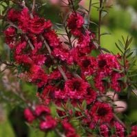 MANUKA Leptospermum scoparium Red Damask miododajne  - sadzonki 30 / 40 cm