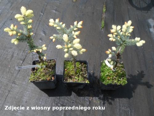 ŚWIERK BIAŁOBOK 40-60cm P13 rarytas na Arena.pl