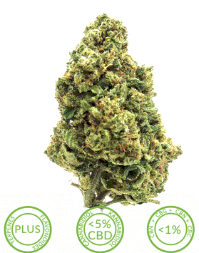 Encann - susz konopny CBD THERAPY 2g zdjęcie 2