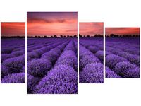 OBRAZ LAWENDOWY GAJ SUNSET