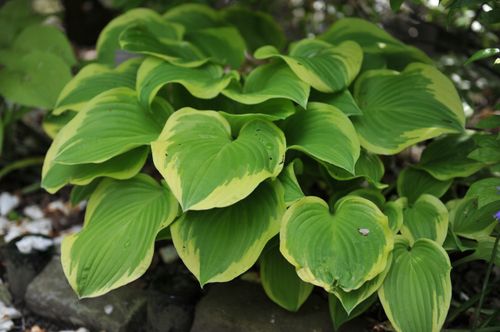 Funkia Hosta 'Bold Edger' Żółte brzegi, Doniczka 2.0L na Arena.pl