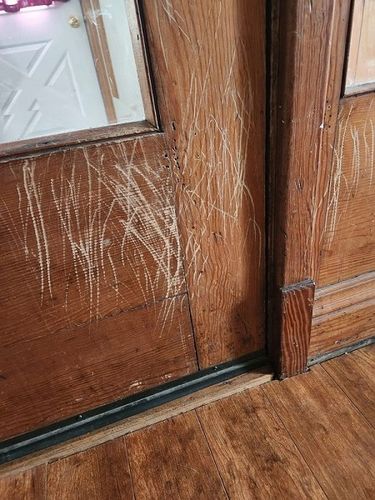 FOLIA OCHRONNA DRZWI MEBLE PRZECIW DRAPANIU 150X80 RAKLA FILC GRATIS na Arena.pl