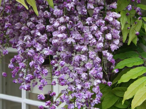 Glicynia kwiecista Violacea Plena C2 E na Arena.pl