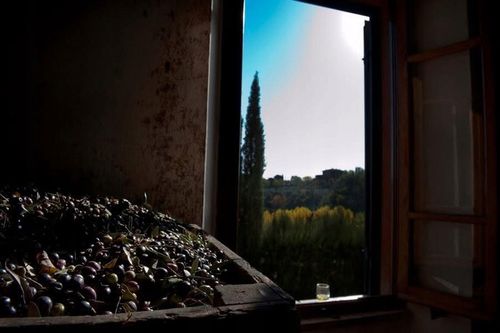 Premium Oliwa Extra Virgin 500ml na Arena.pl