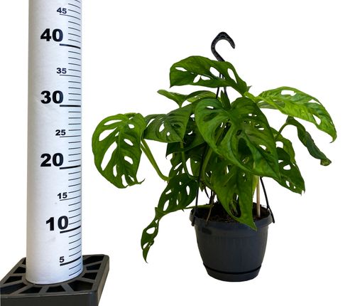 MONSTERA MONKEY LEAF 35 cm na Arena.pl