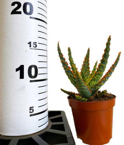 ALOES DANNYZ 15 cm na Arena.pl