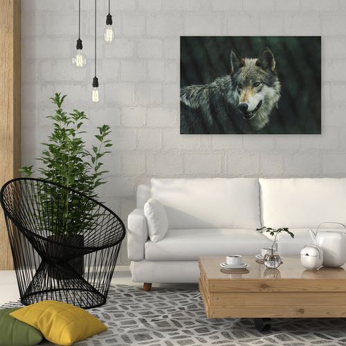 Obraz na płótnie – Canvas, szary wilk 60x40 na Arena.pl