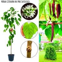 Morwa Czerwona zdrowe drzewko NA PNIU 140-180 cm