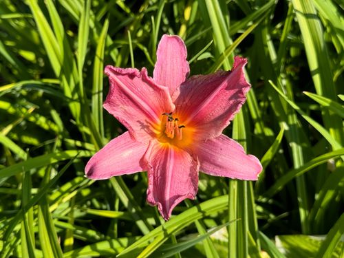 Liliowiec 'Summer Wine' Jasnoróżowy (Hemerocallis) Doniczka 2.0L na Arena.pl