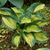 Funkia GREAT EXPECTATIONS Hosta Żółto-zielona Duża L Sadzonki 2L