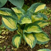 Funkia GREAT EXPECTATIONS Hosta Żółto-zielona Duża L Sadzonki 2L