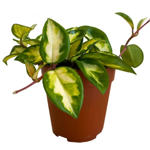 Hoya Carnosa Tricolor 15 cm na Arena.pl