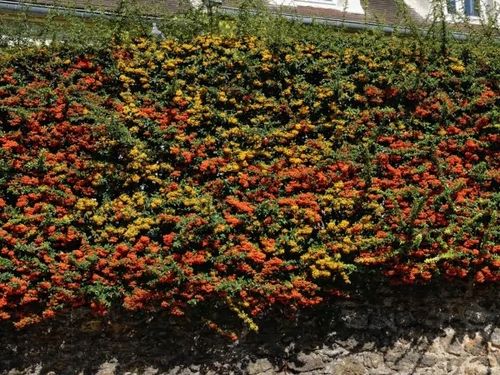 Ognik szkarłatny SOLEIL D'OR Żółty Miododajny Na żywopłot Duże sadzonki C2 na Arena.pl