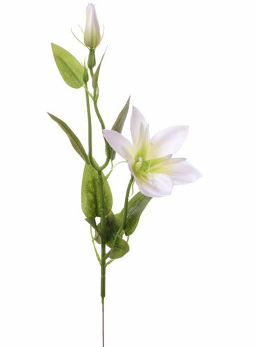 Clematis kremowy na Arena.pl