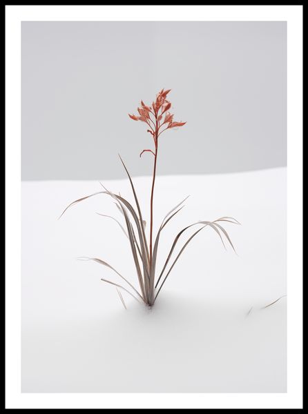 Plakat 50x70cm Subtelność Natury zdjęcie 3