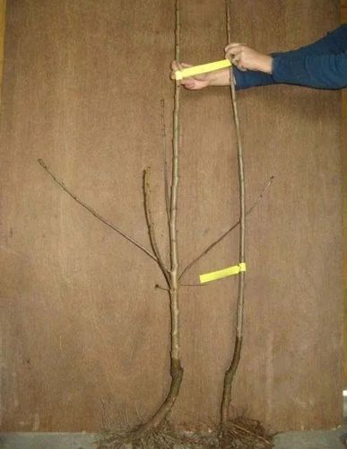 GRUSZA PARYŻANKA słodka niskopienna - sadzonki 50 / 80 cm na Arena.pl