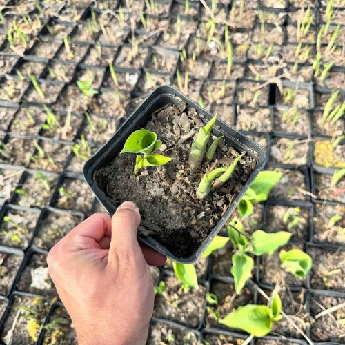 Funkia Hosta 'Golden Waffles' Doniczka 2.0L Żółte Złote liście na Arena.pl