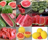 Arbuz Mix Odmian Citrullus Lanatus Plenny Słodki Soczysty I Chrupki 1G