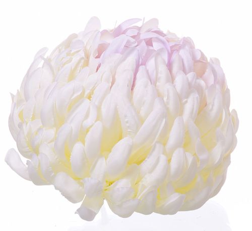 Chryzantema wyrobowa cream lt violet na Arena.pl