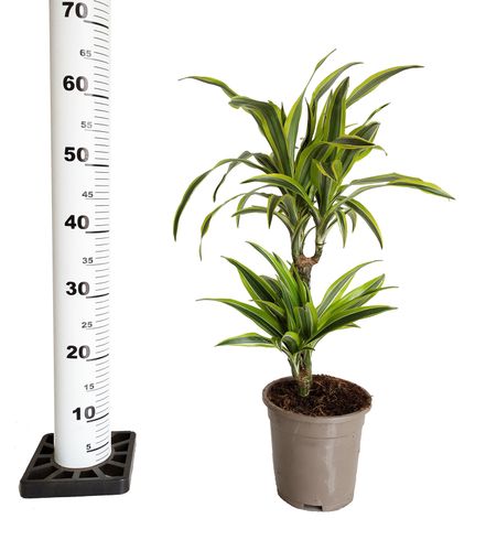 DRACENA LEMON LIME 65cm na Arena.pl