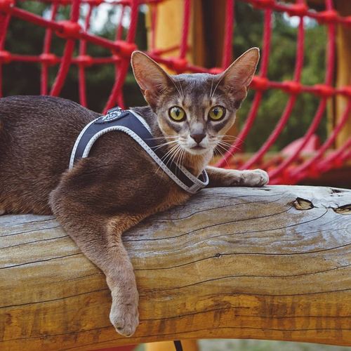 SZELKI dużego kota 38-48cm do 6kg Brytyjski TRE PONTI czarne Z ODBLASKAMI na Arena.pl