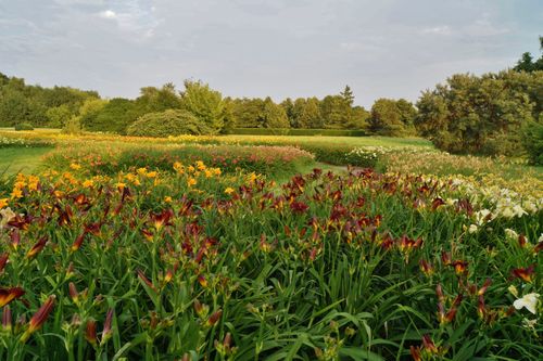 Liliowiec 'Summer Splendor' Intensywnie Żółty (Hemerocallis) Doniczkac 2.0L na Arena.pl