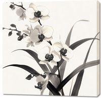 Obraz 100x100cm Orchidea