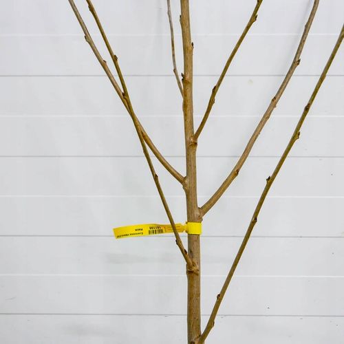 DRZEWKA OWOCOWE CZEREŚNIA TAMARA NAJWIĘKSZE SŁODKIE OWOCE SADZONKI na Arena.pl