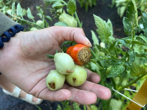 sum38 help plant wapń (ca) 20ml na Arena.pl