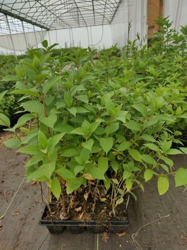 Hortensja Bukietowa DIAMANTINO 20-40cm Puszyste Kwiatostany na Arena.pl