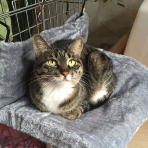 LEGOWISKO WISZĄCE PLUSZOWE HAMAK DLA KOTA NA KALORYFER BALKON na Arena.pl