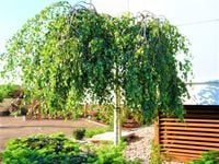 BRZOZA SZCZEPIONA NA PNIU PŁACZĄCA YOUNGII 160 / 180 CM