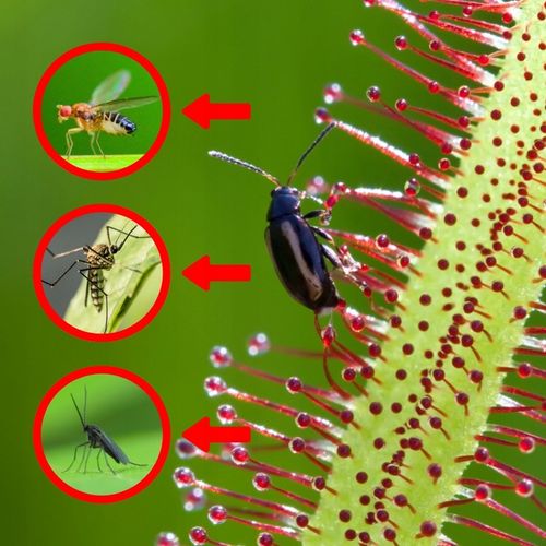 Drosera Capensis CZERWONA ROSICZKA Przylądkowa TROPIKALNA Owadożerna - na Arena.pl