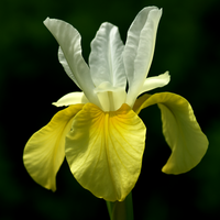 Irys syberyjski 'Butter and Sugar' Żółty (Iris sibirica) W DONICZCE 2.0L