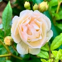 Róża pnąca 'Ghislaine de Féligonde' Gizelka Parkowa (Rosa) Doniczka 2.0L