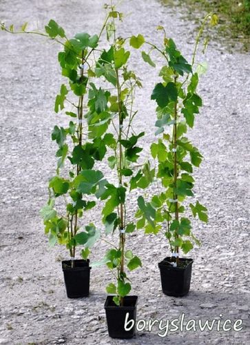 Winorośl 'Aloszenkin' (Vitis) w doniczkach P11, wysokość 50-70 cm na Arena.pl