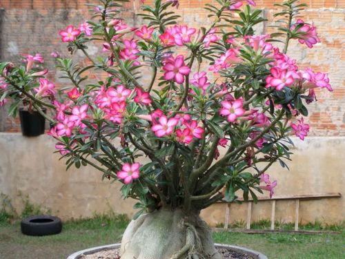 Róża Pustyni Adenium Picotee P10 na Arena.pl