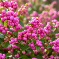 ŚNIEGULICZKA DOORENBOSA MAGIC BERRY RÓŻOWA EKSPLOZJA