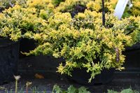 Jałowiec płożący Golden Carpet - Juniperus horizontalis