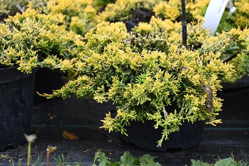 Jałowiec płożący Golden Carpet - Juniperus horizontalis na Arena.pl