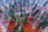 Fototapeta JESIEŃ Las we Mgle Natura do Salonu 135x90