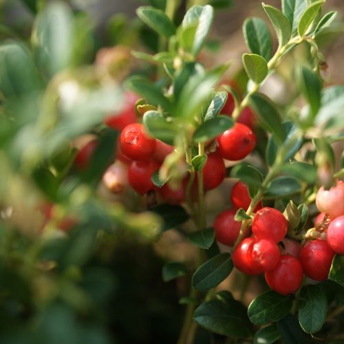 ŻURAWINA SUSZONA CIĘTA 1kg BEZ CUKRU ŚWIEŻA KLASA A nutt na Arena.pl