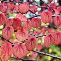 Grujecznik japoński (Cercidiphyllum japonicum) Doniczka 12L